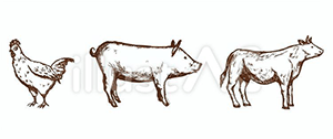 鶏と豚と牛のイラストの画像